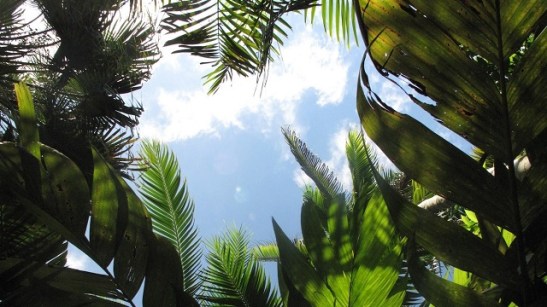 palm canopy.jpg