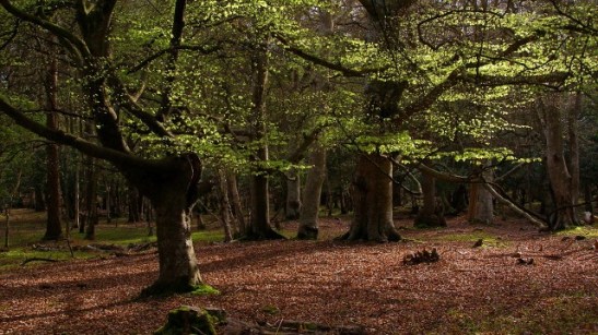 Beech trees.jpg