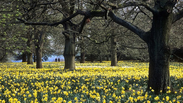 “Gửi ánh sáng tháng Chín” – W. S. Merwin | Nguyễn Huy Hoàng