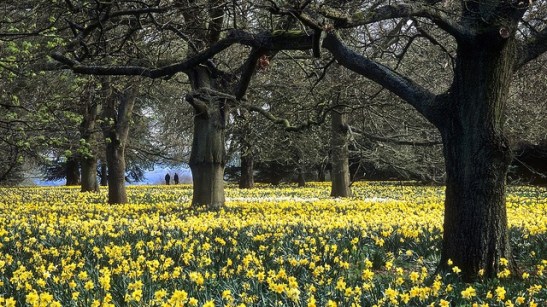 Ascott House Gardens.jpg