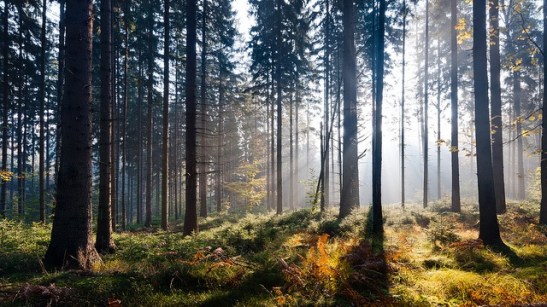 morning sun in the forest.jpg