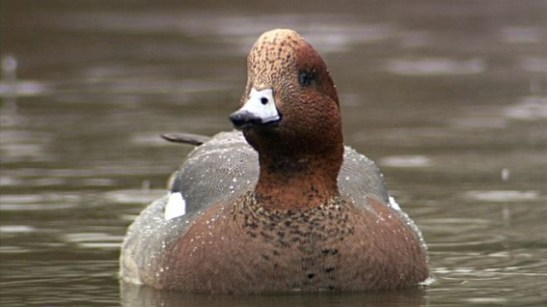 widgeon.jpg