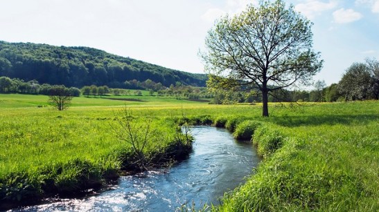 flusslauf-in-der-wiese.jpg