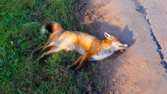 dead fox.jpg