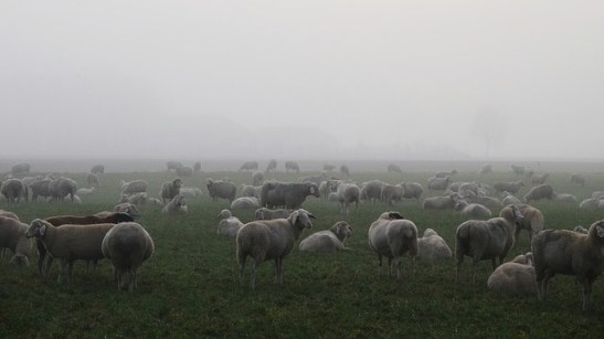 sheep in fog.jpg