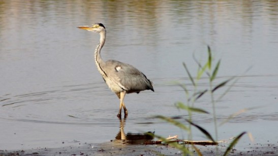 gray herons