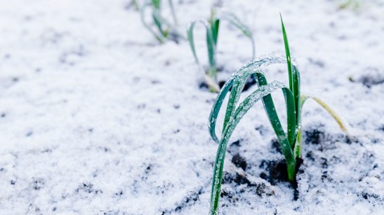 plant in snow.jpg