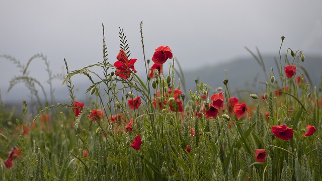 poppies.jpg