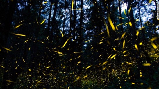 fireflies.jpg