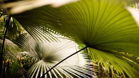 palms in merwins garden
