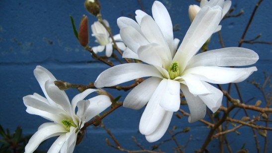 Magnolia stellata.jpg