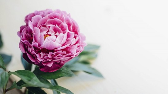 peony.jpg