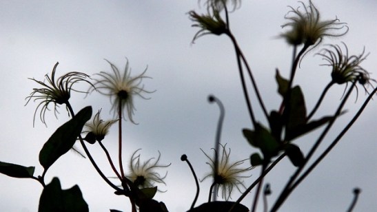 clematis.jpg