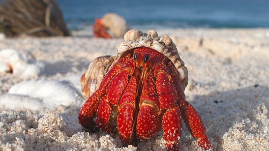 hermit crab
