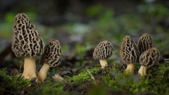 morels.jpg