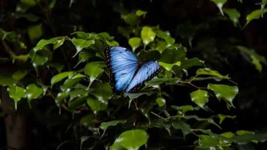 morpho-butterfly.jpg