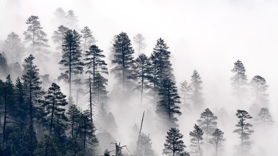 Trees in the mist.jpg