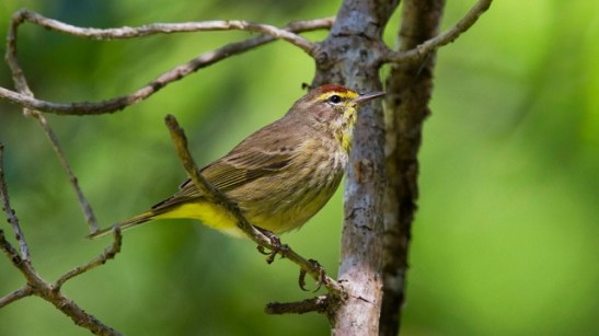 PALM WARBLER