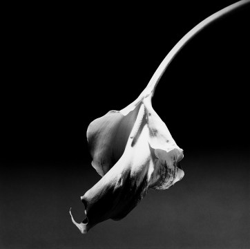 Calla Lily