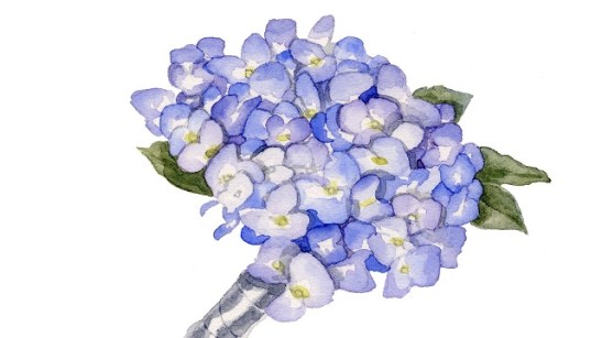 hydrangea