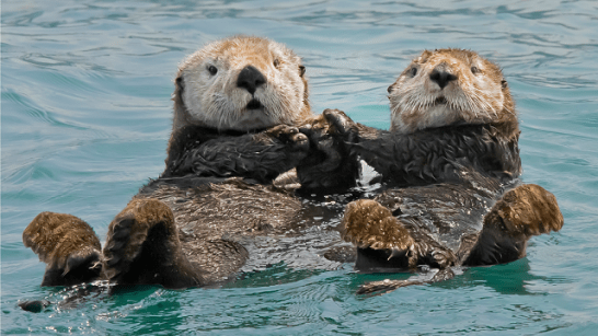 otters
