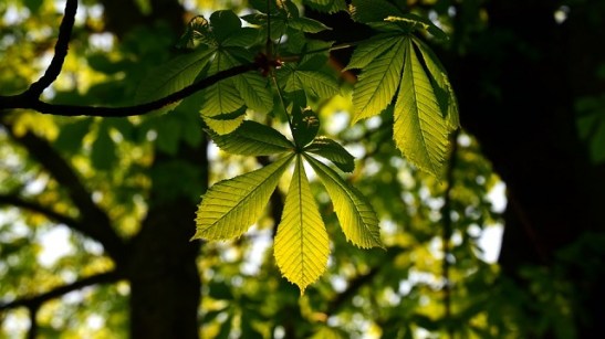 chestnut leaves
