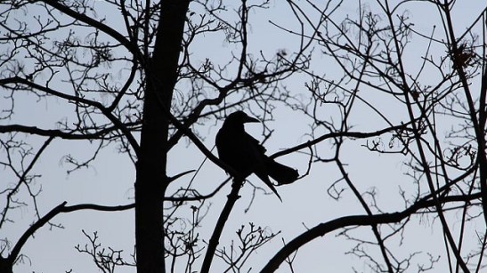 Crow