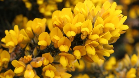 Ulex europaeus